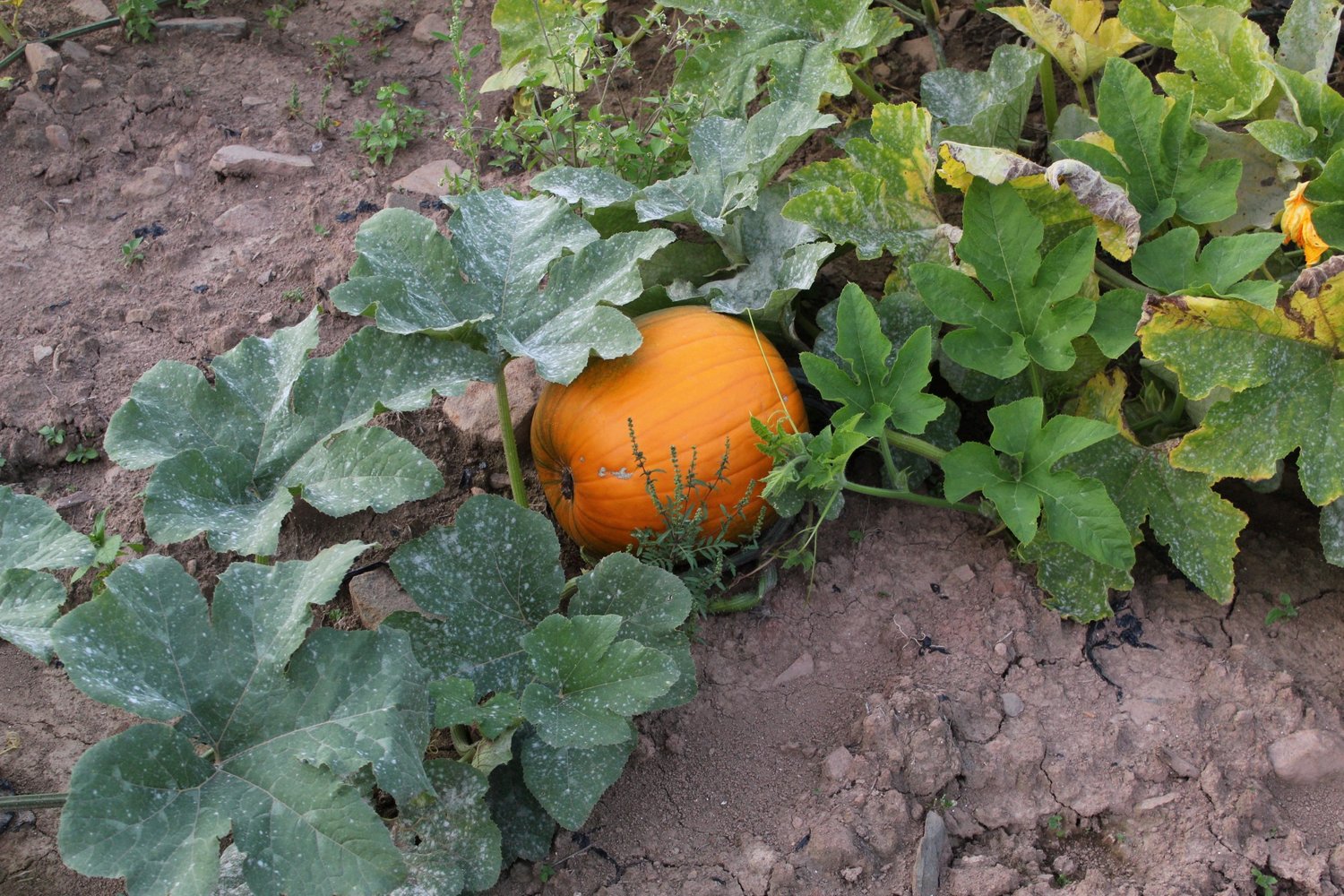 Large pumpkins almost ready for harvest in the field.